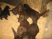 Lab puppies For Sale